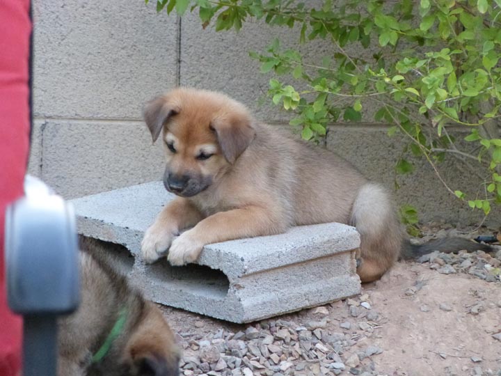 chinook dog